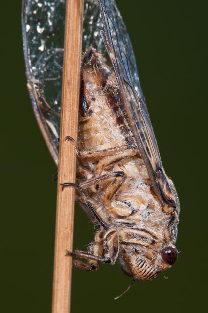 Cicada orni?....Cicadatra atra dal Lazio